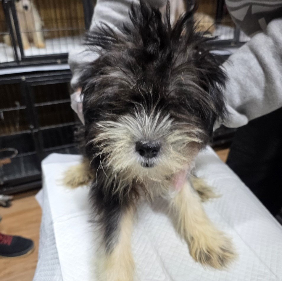 노원반려동물문화센터_411310202500773